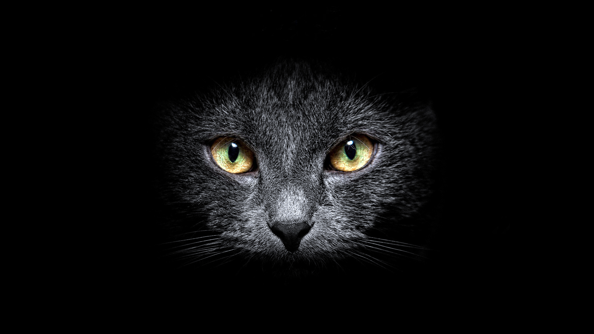 кот